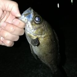 帰省メバリング♪