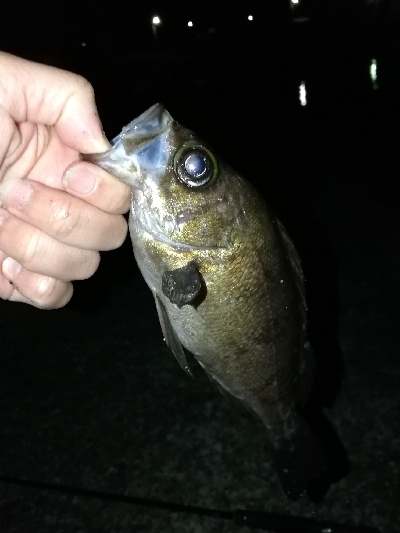 帰省メバリング♪