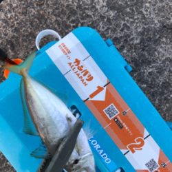 深夜 早朝アジング