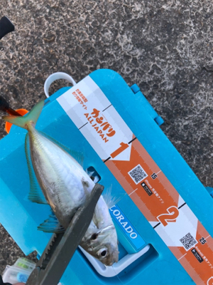 深夜 早朝アジング