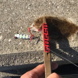 メタルジグでフラット祭り