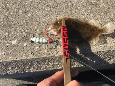 メタルジグでフラット祭り