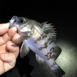 数釣りライトゲーム