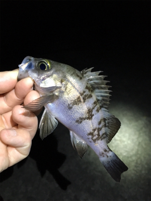 数釣りライトゲーム