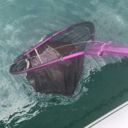 タコ  鯛  二本立て