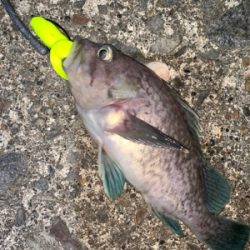 江差鴎島にて！