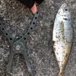 短時間アジング