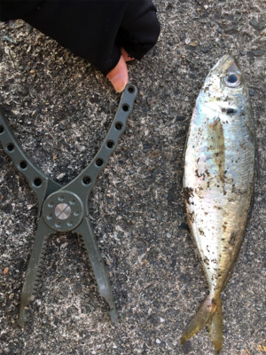 短時間アジング