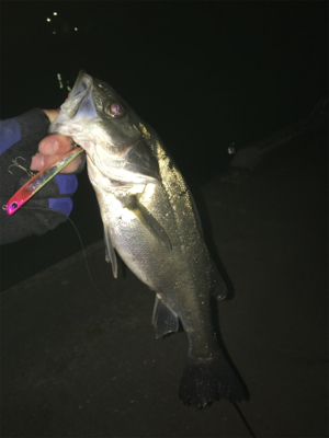 どうしても行きたくて