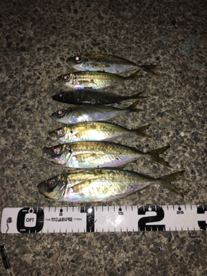 ナイトアジング