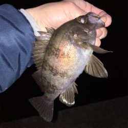 漁港で数釣りメバリング