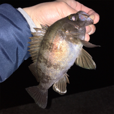 漁港で数釣りメバリング