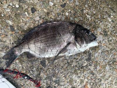 神戸沖堤防 チヌフカセ