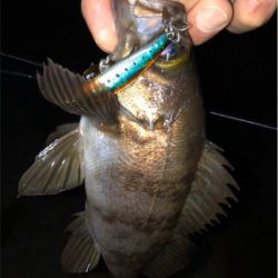 恒例出勤前短時間浅場釣行