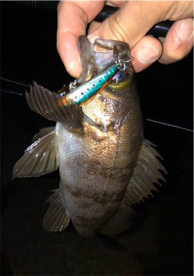 恒例出勤前短時間浅場釣行