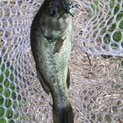 スモラバサイト