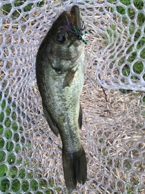 スモラバサイト