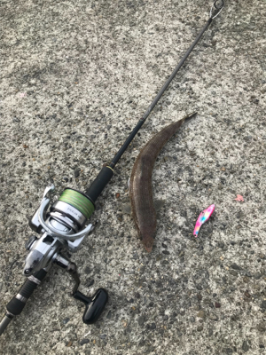 エソからの〜エソ