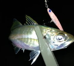 ナイトプラッギング