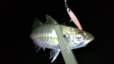 ナイトプラッギング