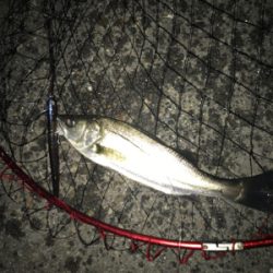 令和第1号やっと釣れた