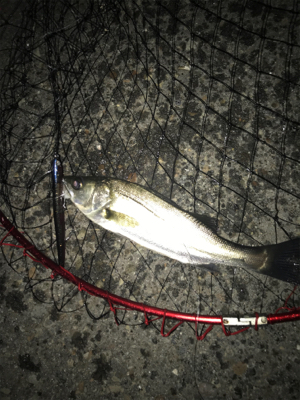 令和第1号やっと釣れた