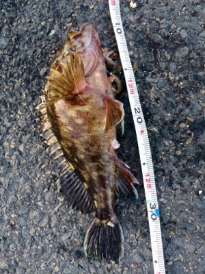 久しぶりの場所でカレイ釣り