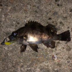 快適メバリング