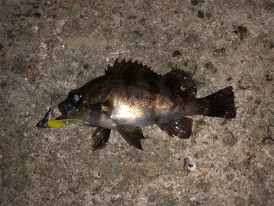 快適メバリング