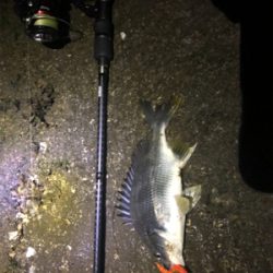 よく釣れました。