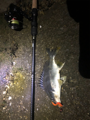 よく釣れました。