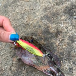 自磯に渡ってジグで根魚