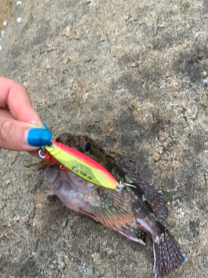 自磯に渡ってジグで根魚