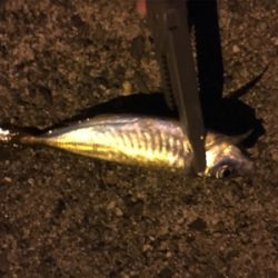 短時間アジング