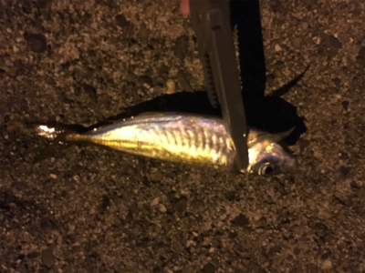 短時間アジング