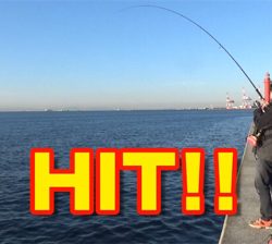 神戸沖堤、サゴシ襲来