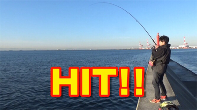 神戸沖堤、サゴシ襲来