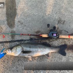 活性高し!シーバスマルチ♫