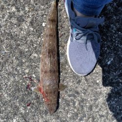 ショアジギングで青物!