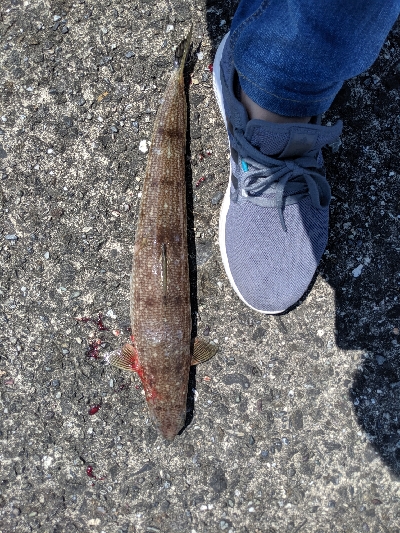 ショアジギングで青物!