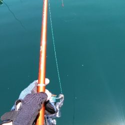 令和初、海上釣堀オーパ!