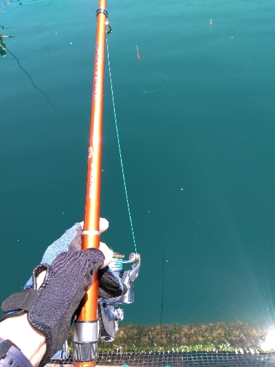 令和初、海上釣堀オーパ!