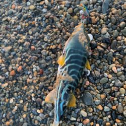 エギング、フラットフィッシュ