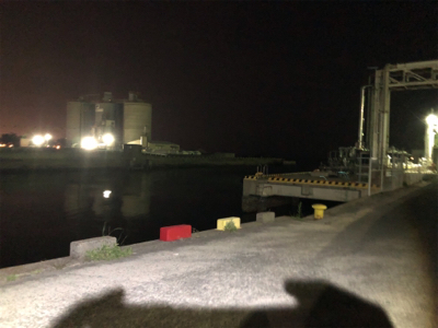 タケノコメバル