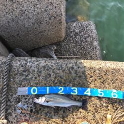 令和初シーバスww