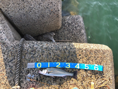 令和初シーバスww