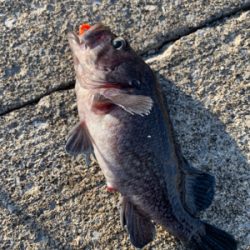 今シーズン初の沖堤釣行