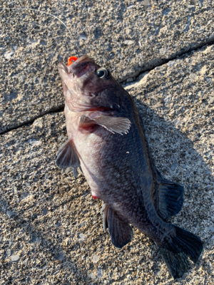 今シーズン初の沖堤釣行