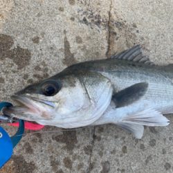 力漲る鰯付きシーバス！！