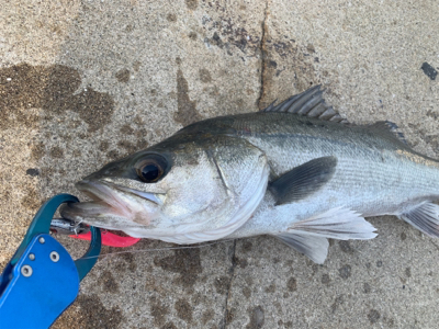 力漲る鰯付きシーバス！！
